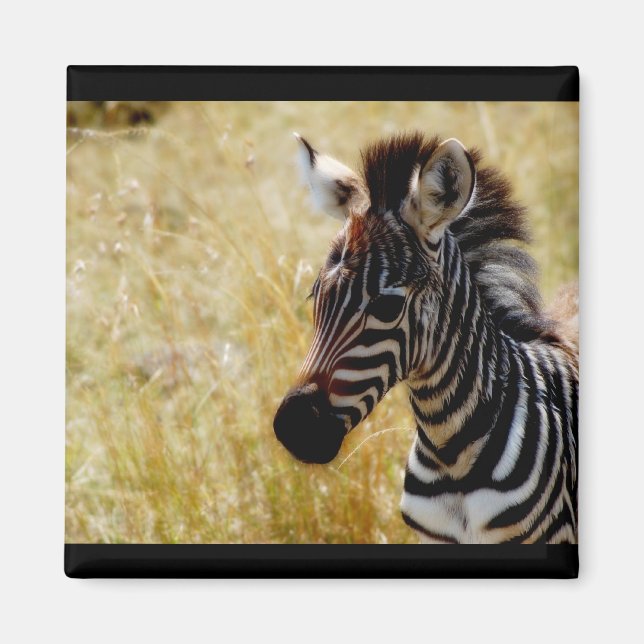 Zebra-Foal-Magnete für wild lebende Tiere (rund un Magnet (Vorne)