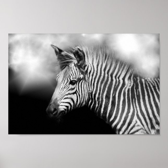 Zebra Foal Poster (Vorne)