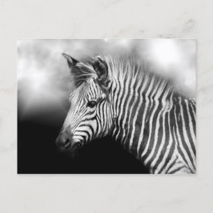 Zebra Foal Postkarte