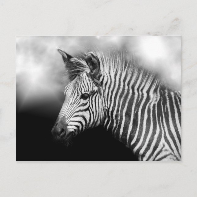 Zebra Foal Postkarte (Vorderseite)