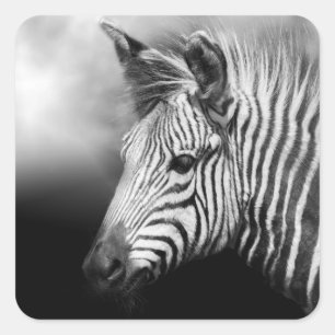 Zebra Foal Quadratischer Aufkleber