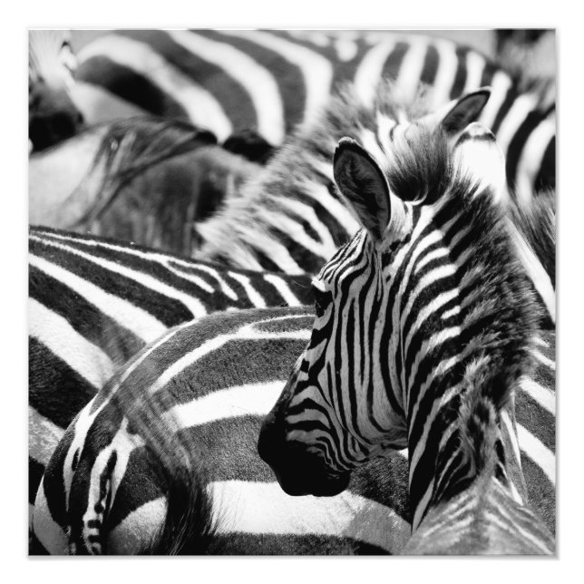 Zebra Foto (Vorne)