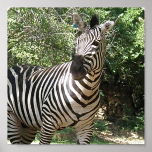 Zebra Foto Design Print Poster