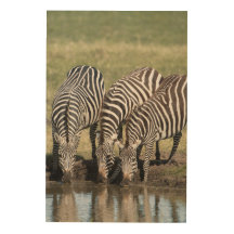 Zebra-Foto in einer natürlichen afrikanischen Umge