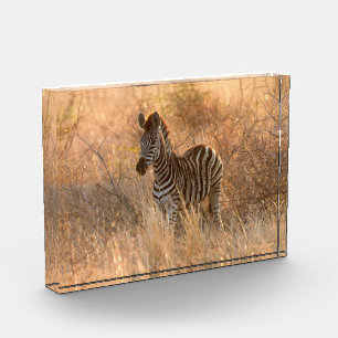 Zebra foto in Morgensonnenaufgang Foto