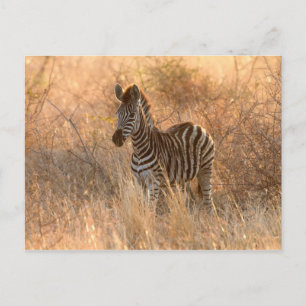 Zebra foto in Morgensonnenaufgang Foto Postkarte