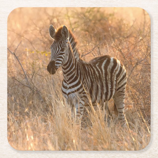 Zebra foto in Morgensonnenaufgang Foto Rechteckiger Pappuntersetzer (Vorderseite)