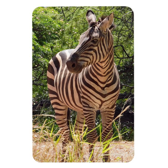 Zebra Foto Magnet (Vertikal)