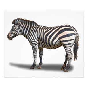 ZEBRA FOTODRUCK