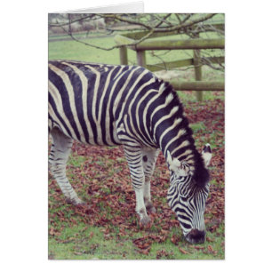 Zebra-Fotodruck