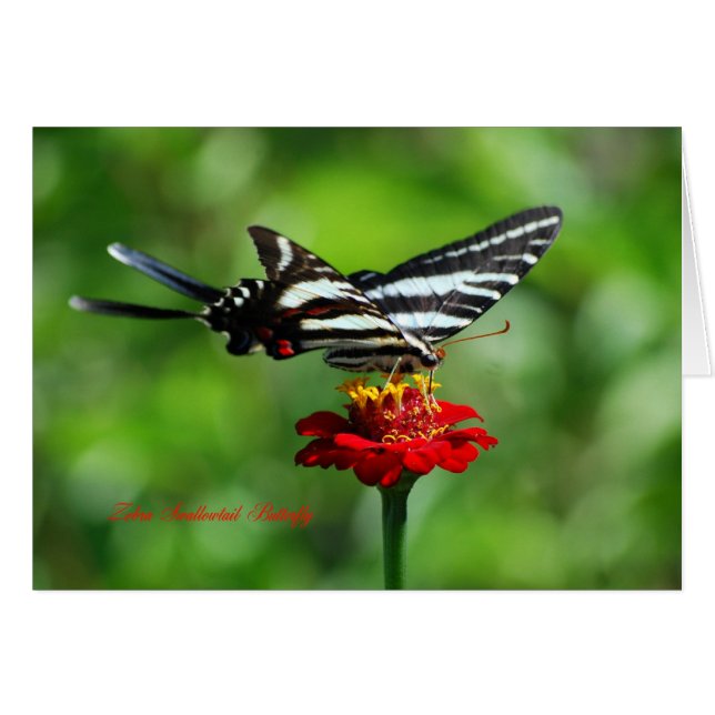 Zebra Frack Butterfly (Vorderseite (Horizontal))