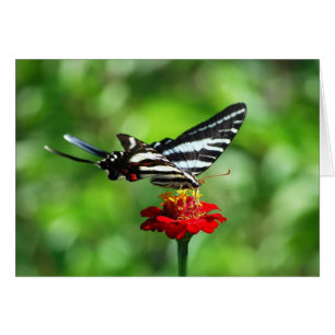 Zebra Frack Butterfly