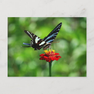 Zebra Frack Butterfly auf der Roten Zinnia Postkar Postkarte