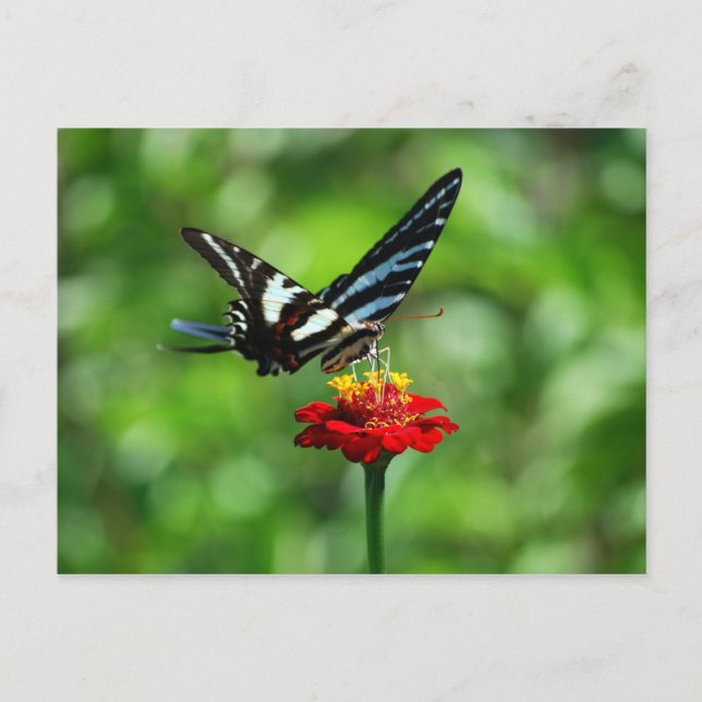 Zebra Frack Butterfly auf der Roten Zinnia Postkar Postkarte (Vorderseite)