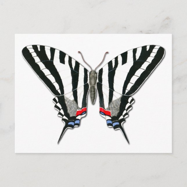 Zebra Frack Butterfly Postcard Postkarte (Vorderseite)