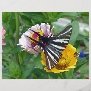 Zebra Frack+Japanischer Käfer