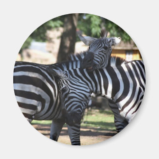 Zebra Friends Magnet