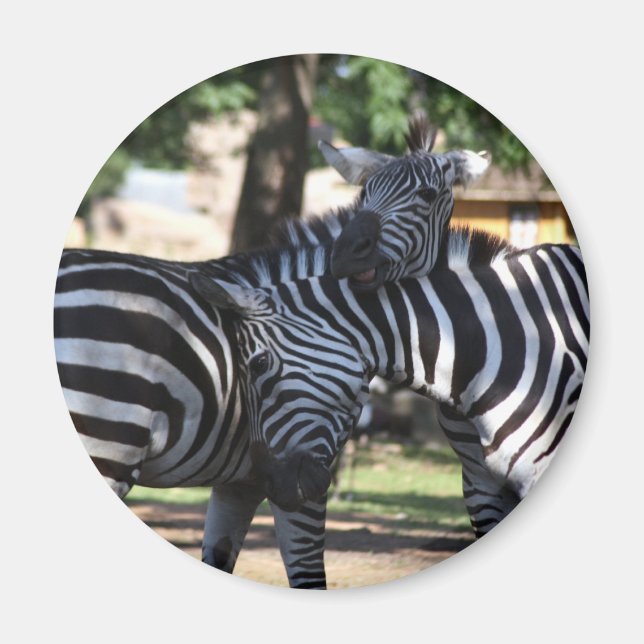 Zebra Friends Magnet (Vorne)