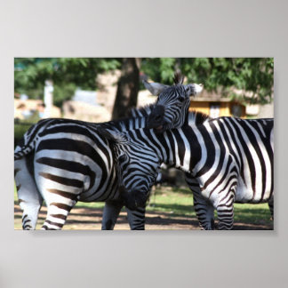 Zebra Friends Poster