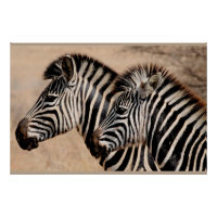 Zebra Friends