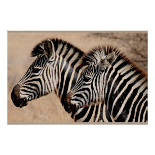 Zebra Friends Poster