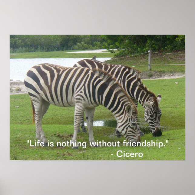 Zebra Friendship Poster (Vorne)