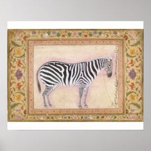 Zebra, from the Minto Album, 1621 Poster