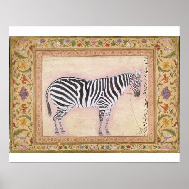 Zebra, from the Minto Album, 1621 Poster (Vorne)
