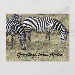Zebra fütternd postkarte