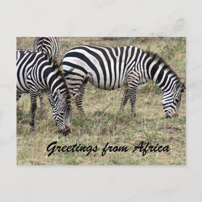 Zebra fütternd postkarte (Vorderseite)