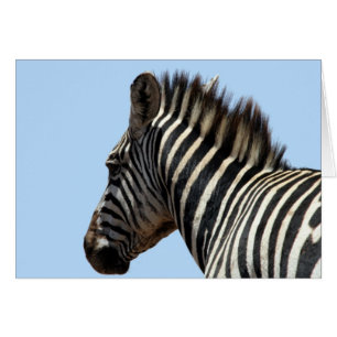 Zebra-Gesicht