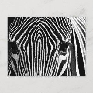 Zebra-Gesicht Postkarte