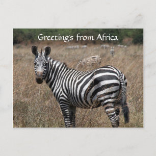 Zebra-Grüße Postkarte