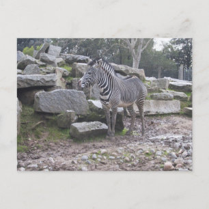 Zebra-Haltung Postkarte