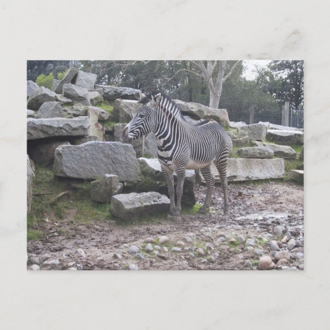 Zebra-Haltung Postkarte (Vorderseite)