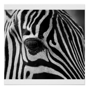 Zebra-Hauptschwarzweiss-Foto-glattes Plakat Poster