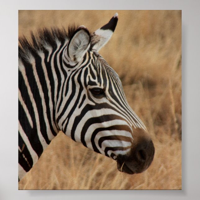 Zebra Head Poster (Vorne)