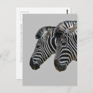 Zebra Heads Postkarte