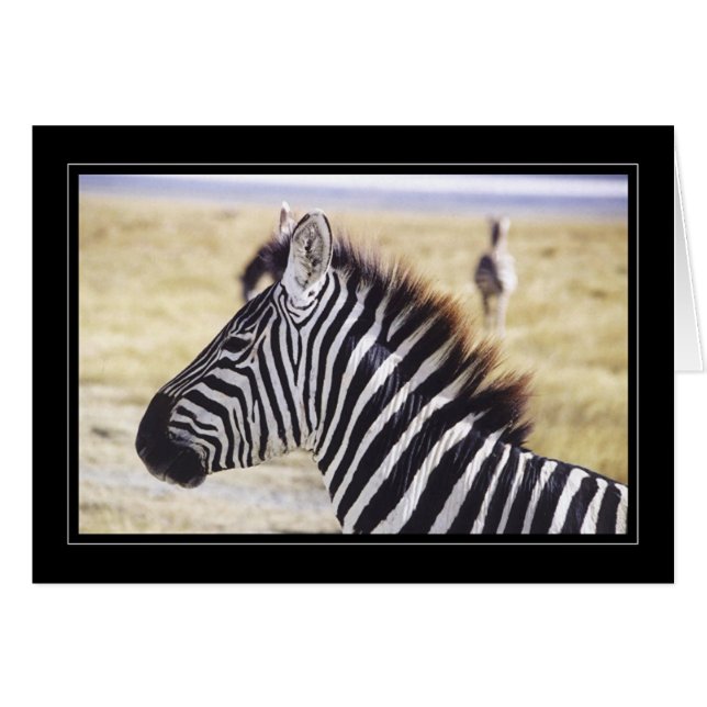 Zebra herauf nahes (Vorderseite (Horizontal))