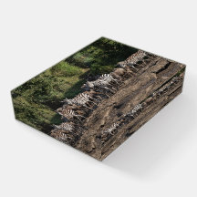 Zebra Herd Foto in der Wildnis