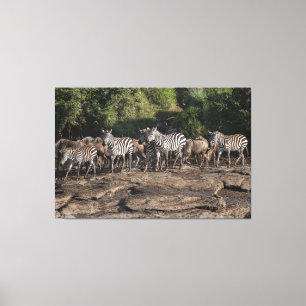 Zebra Herd Natural African Setting Metal Print Leinwanddruck