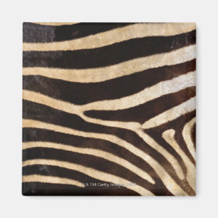 Zebra Hide 2 Magnet