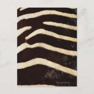 Zebra Hide Postkarte