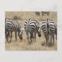 Zebra-Hindus