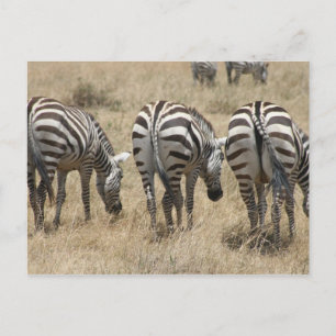 Zebra-Hindus Postkarte