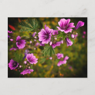 Zebra Hollyhock Blume #2 Postcard Postkarte
