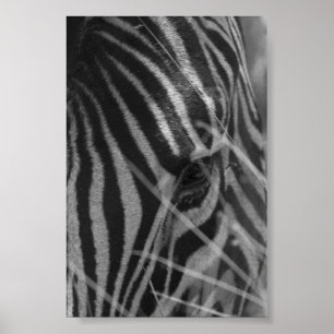 Zebra im Gras Poster