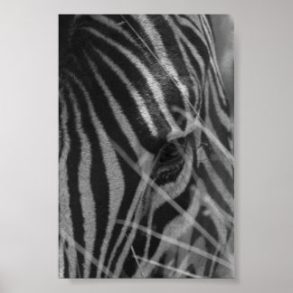 Zebra im Gras Poster