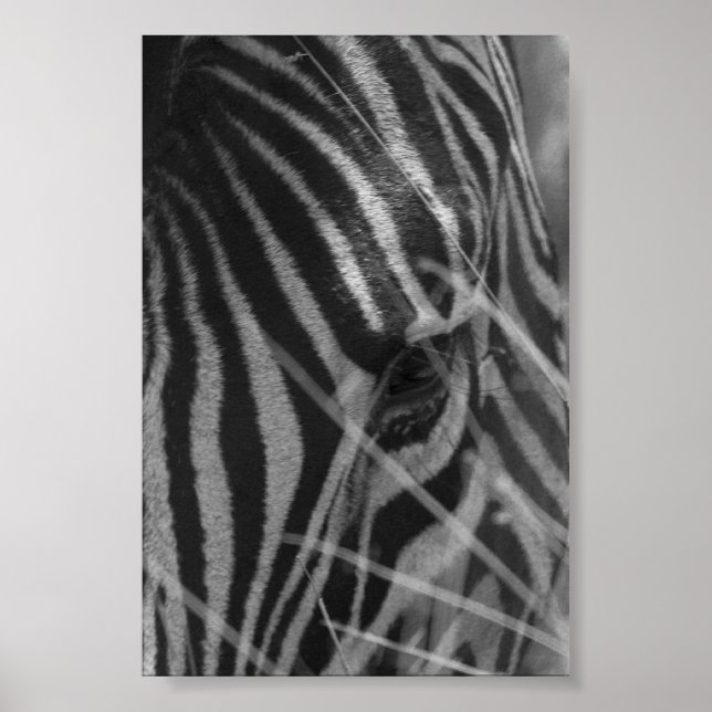 Zebra im Gras Poster (Vorne)