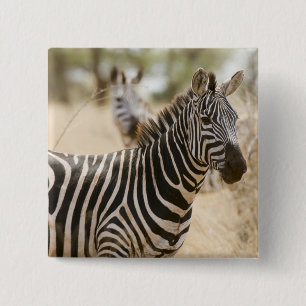 Zebra im Meru-Nationalpark, Kenia. Button